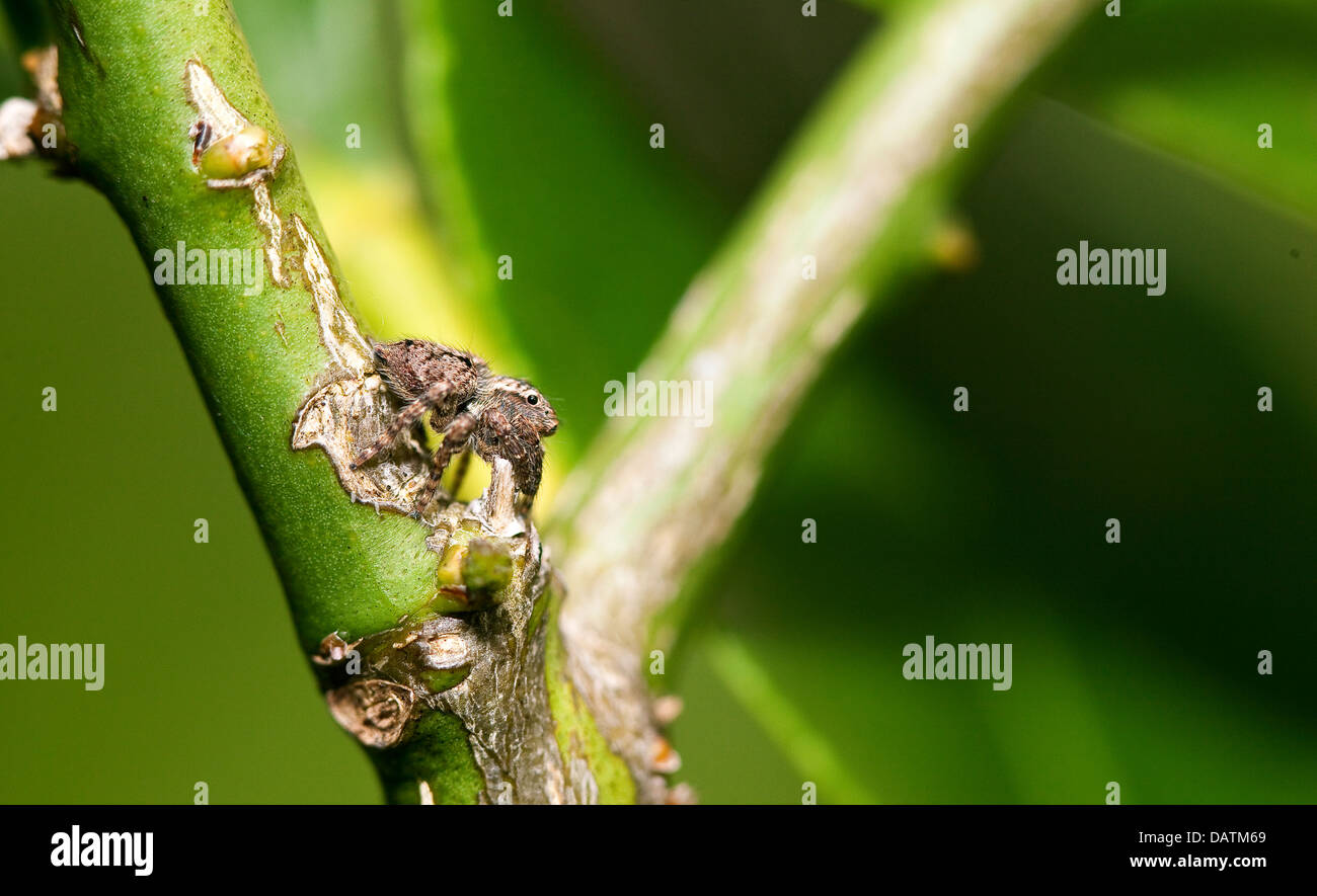 Una pequeña araña saltando sobre la rama de un árbol de limón. Foto de stock