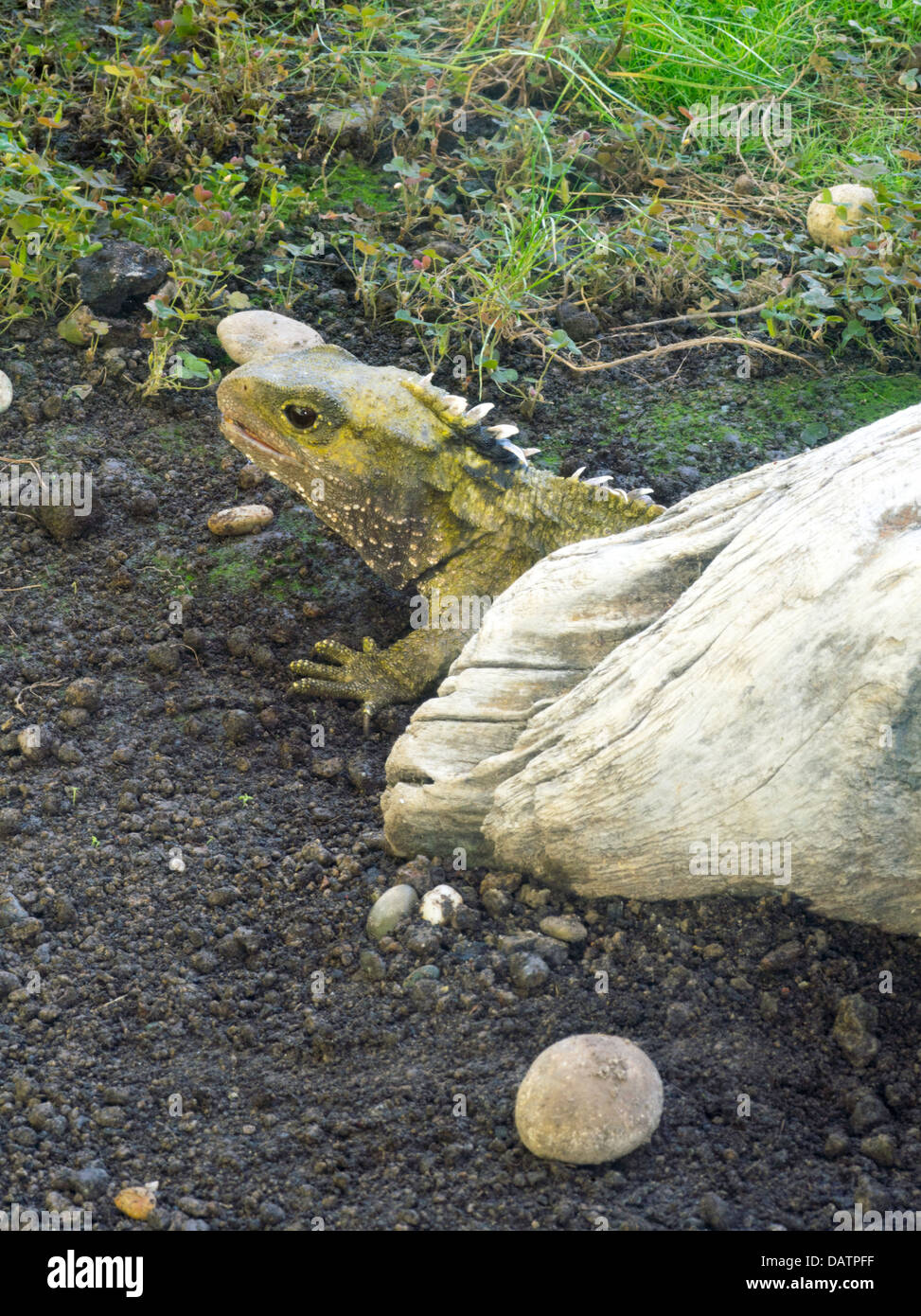 Sphenodon punctatus fotografías e imágenes de alta resolución Alamy