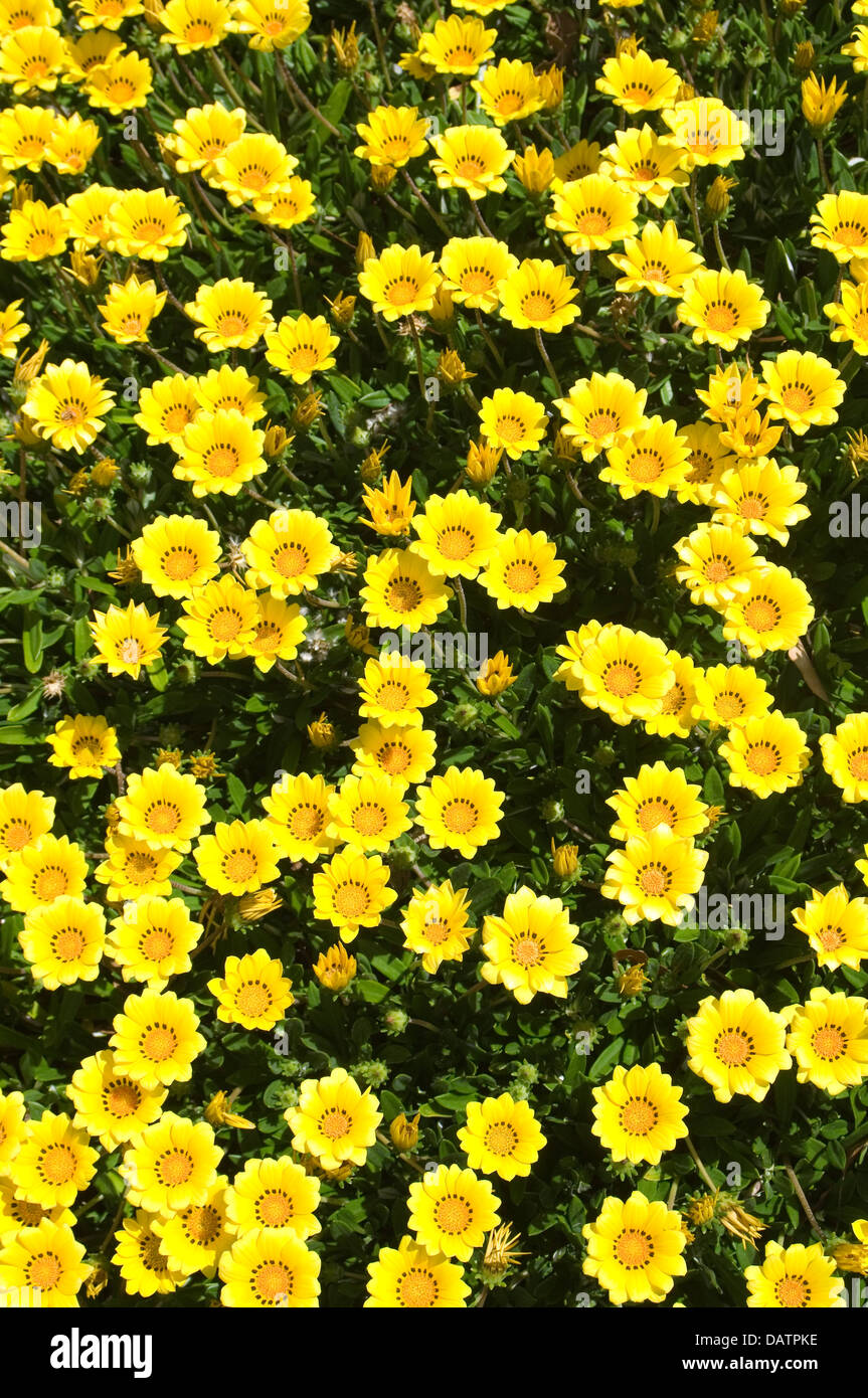 Gazania amarillas flores formando una cubierta de tierra. Foto de stock
