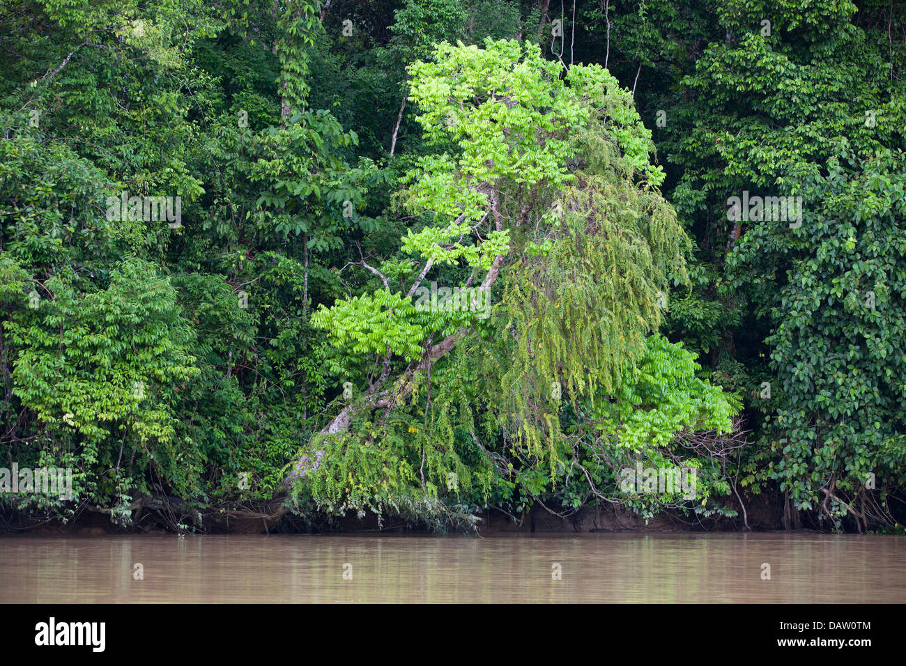 Bosque Ribereño de tierras bajas a lo largo del río Kinabantangan Foto de stock