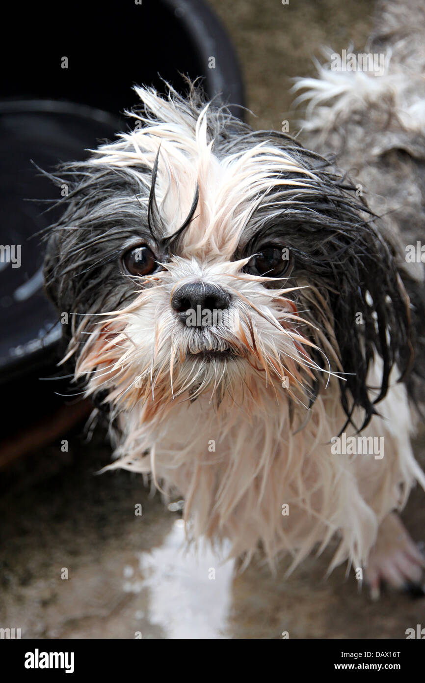 Perro mojado fotografías e imágenes de alta resolución - Alamy