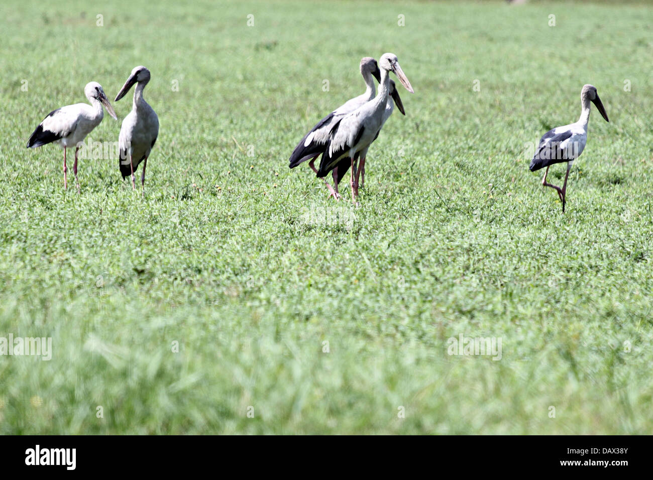 Egret es un grupo, en la pradera en el soleado día. Foto de stock