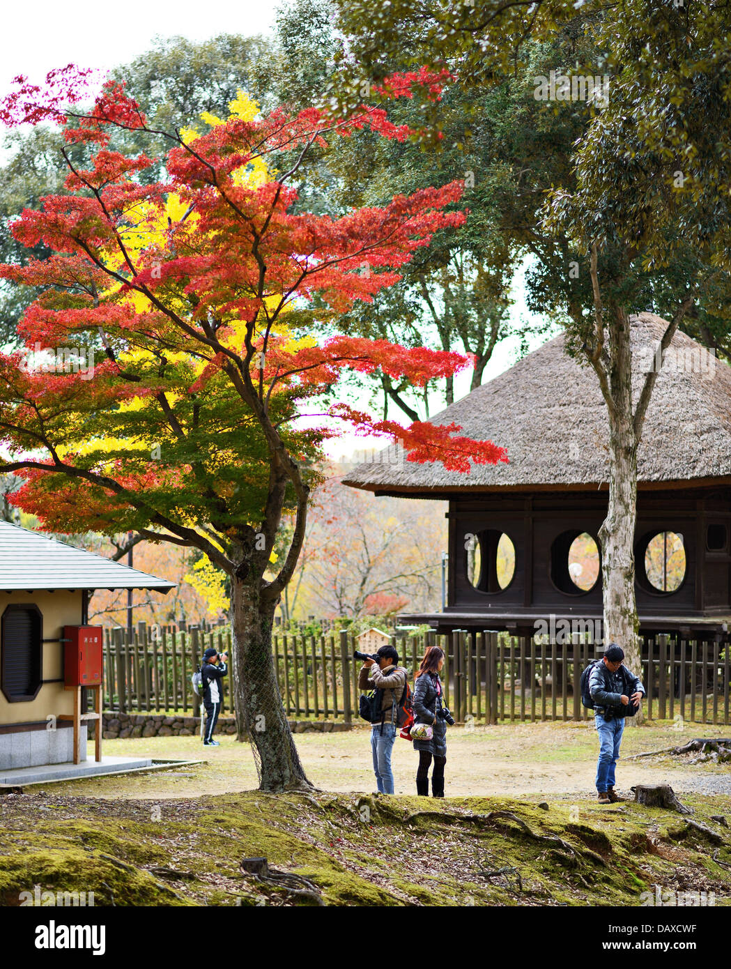Los fotógrafos bajo el follaje de otoño en Nara, Japón. Foto de stock