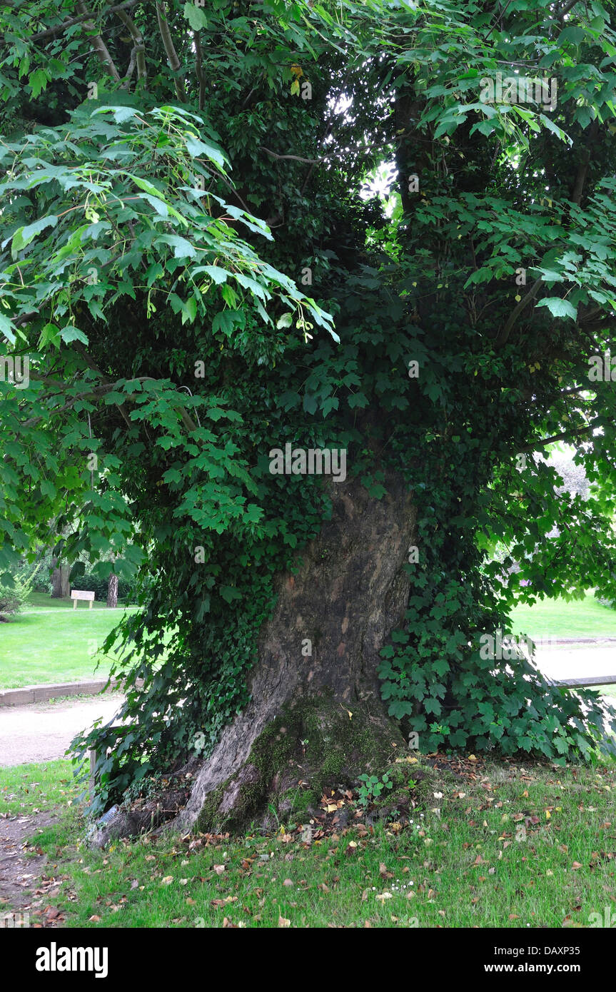 Una vista de árbol de los Mártires de Tolpuddle Dorset Fotografía de
