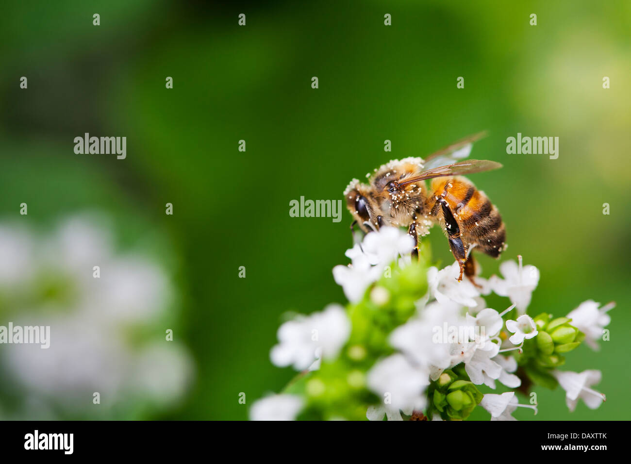 Close-up de una abeja de miel sentada en una flor blanca en un jardín interno. Foto de stock