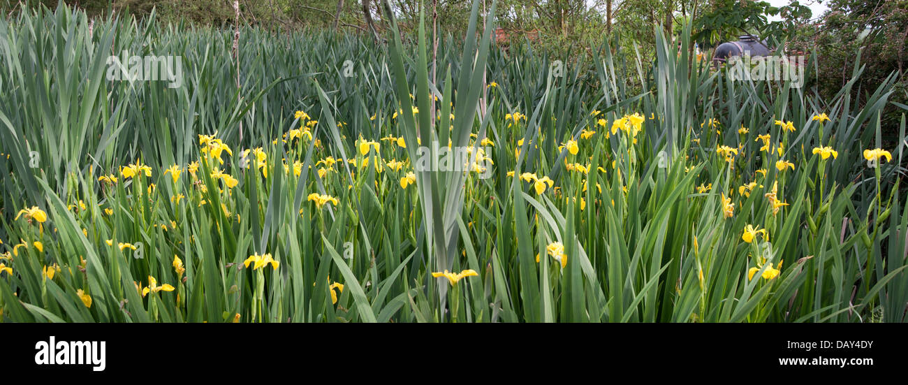Iris Flor Amarilla ( Iris pseudacorus) panorámica Fotografía de stock - Alamy Iris Flor Amarilla ( Iris pseudacorus) panorámica Fotografía de stock - Alamy