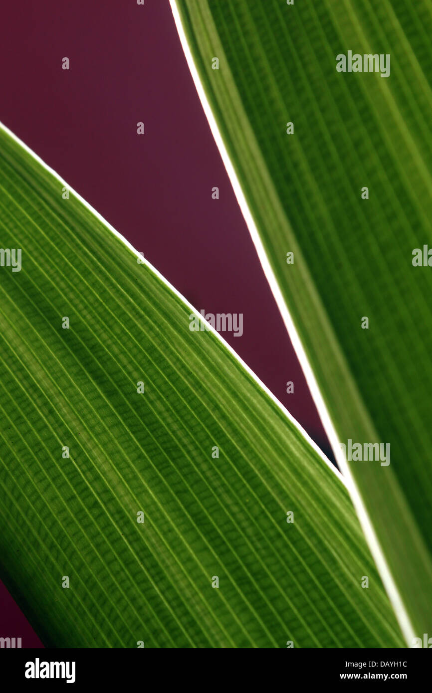 Plantas con hojas largas fotografías e imágenes de alta resolución Alamy