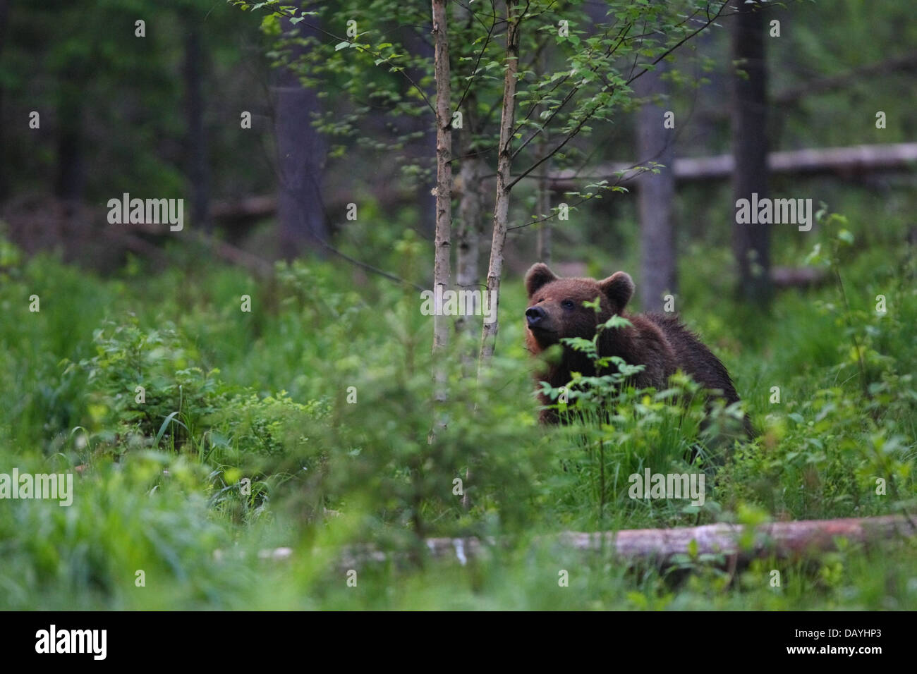 Joven oso pardo (Ursus arctos) en la selva virgen. Europa, Estonia Foto de stock