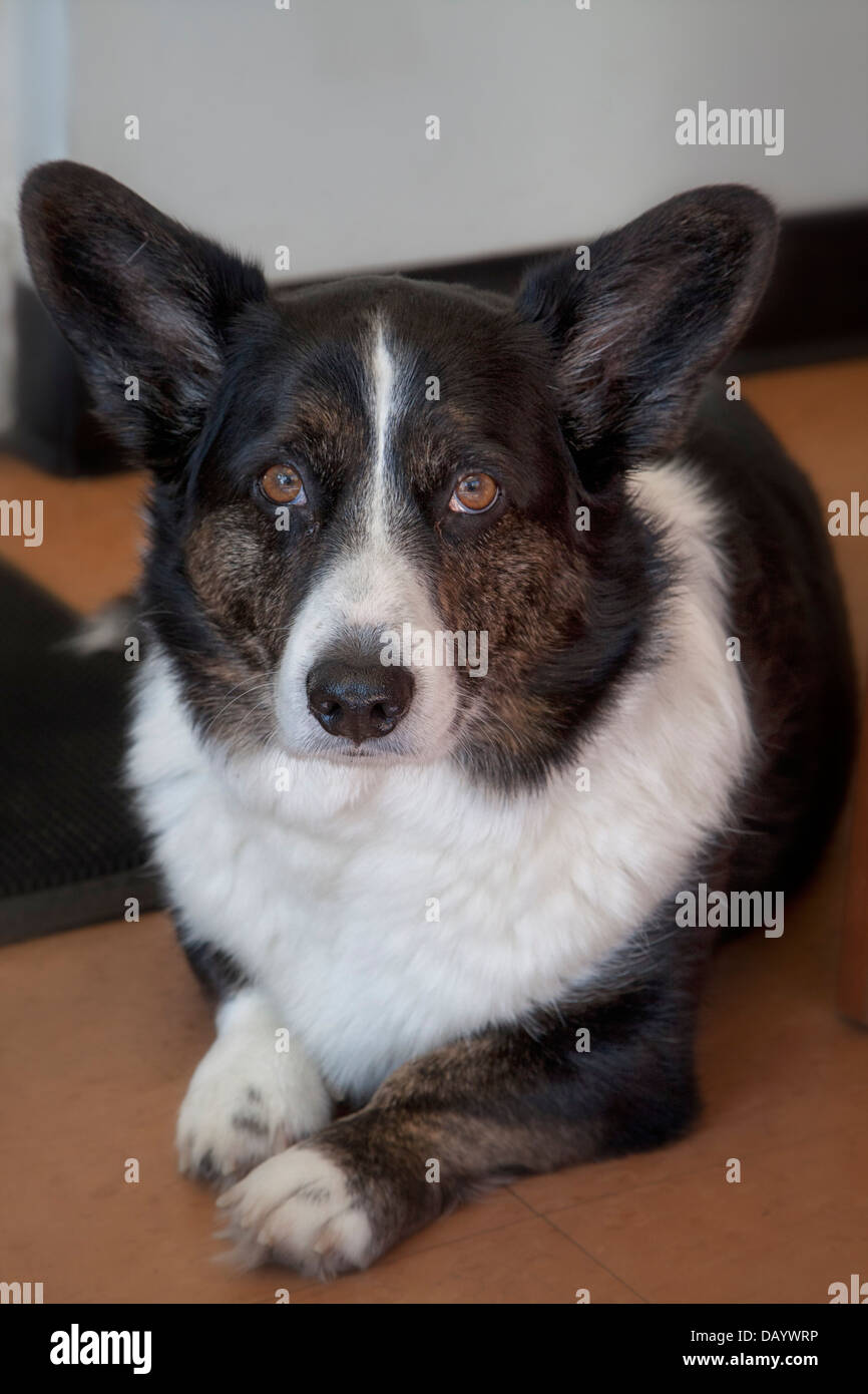 Frodo; perro mascota, se sienta en silencio como su fotografía Foto de stock
