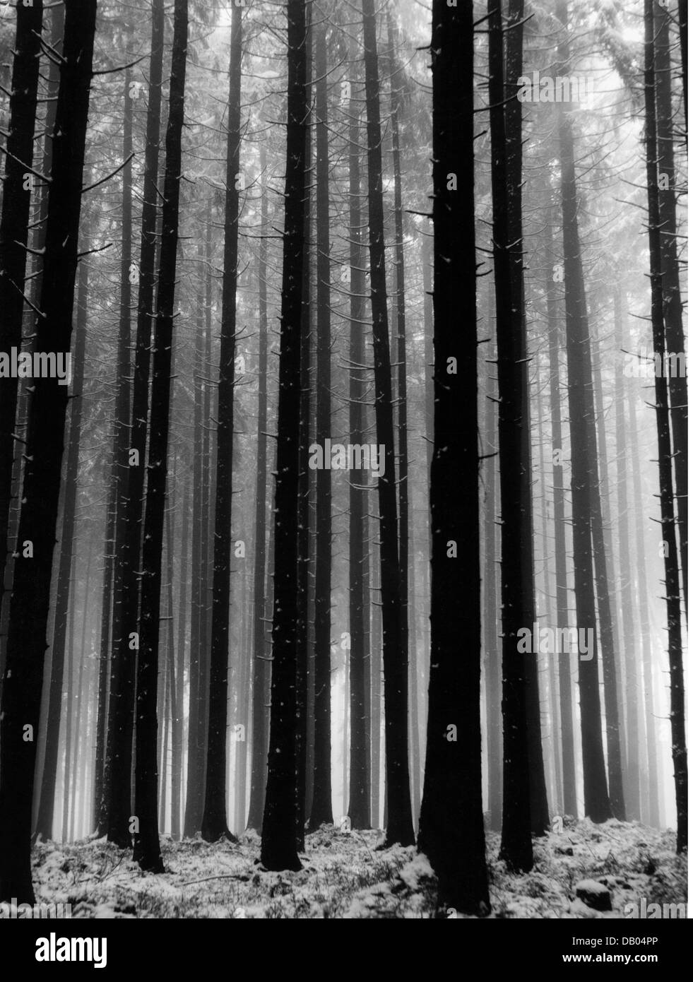 botánica, árboles, mañana de invierno en la selva alta, Alemania, 1950, Derechos adicionales-Clearences-no disponible Foto de stock