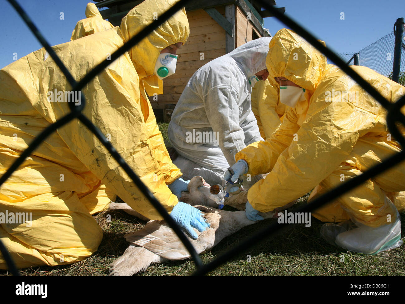 Patos Muertos Fotos e Imágenes de stock - Página 9 - Alamy