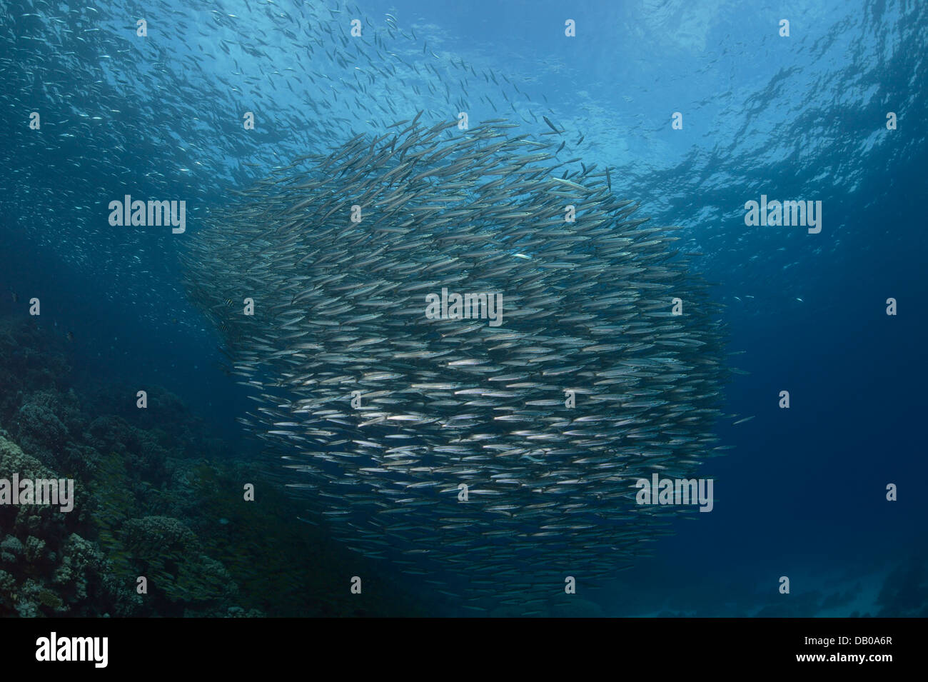 Escuela de la perca plateada barracuda crea una bola en la vida de coral en el Mar Rojo. Foto de stock