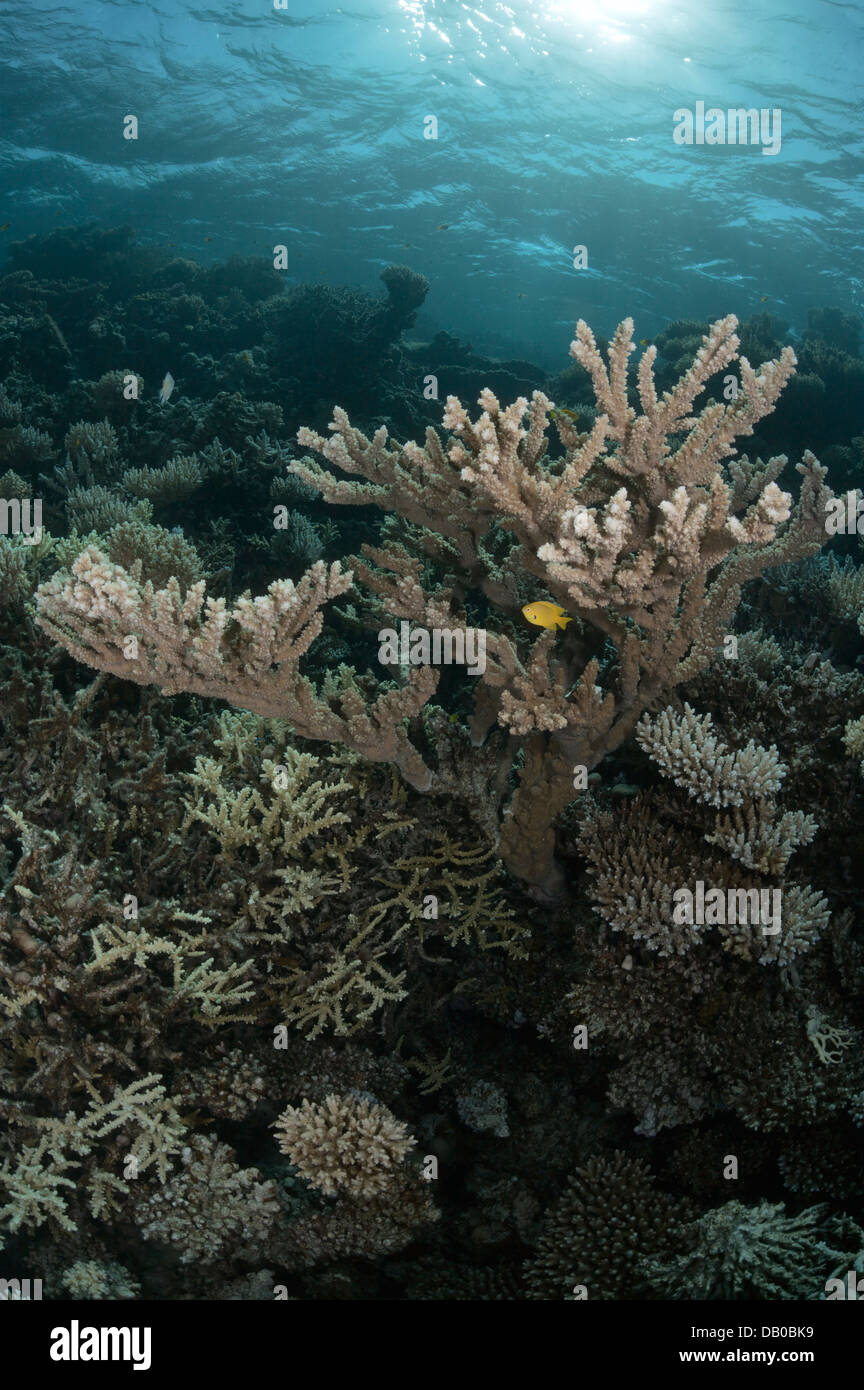 Los corales Acropora crean bellas formaciones en las aguas del Mar Rojo. Son fáciles de romper, pero crecer rápido. Foto de stock