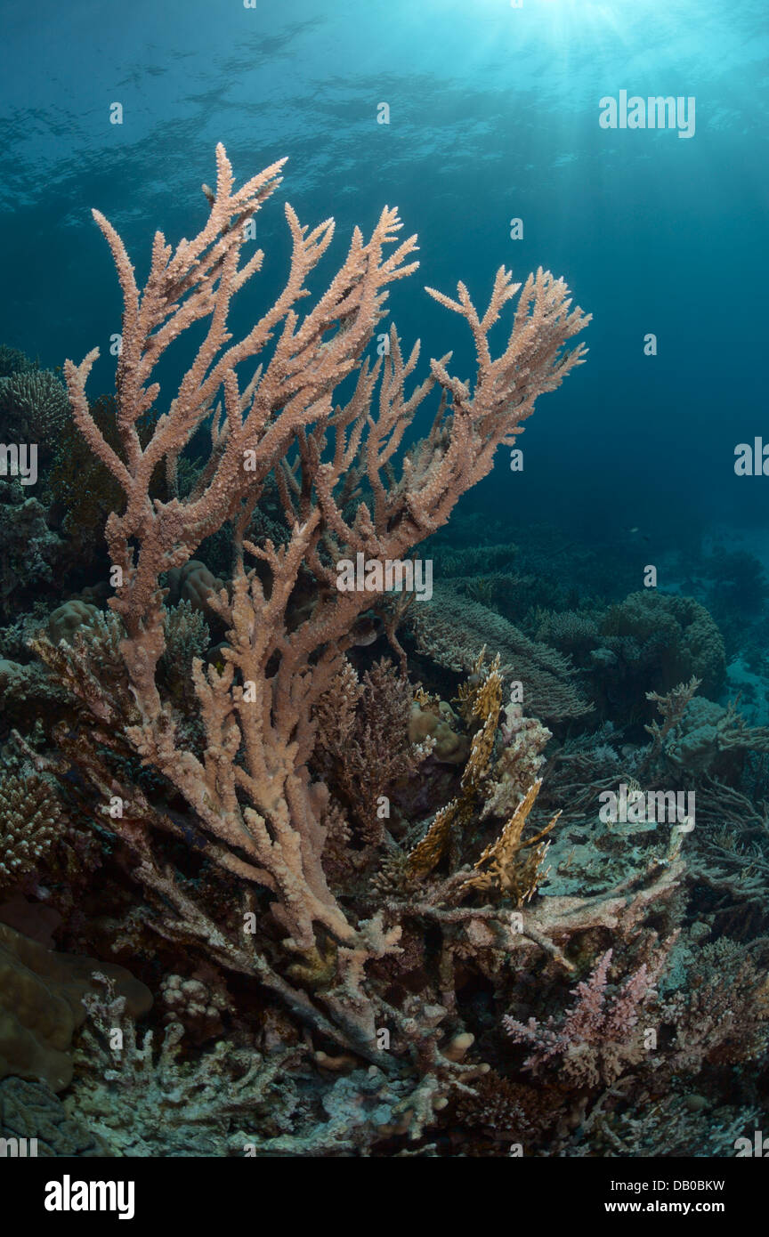 Los corales Acropora crean bellas formaciones en las aguas del Mar Rojo. Son fáciles de romper, pero crecer rápido. Foto de stock