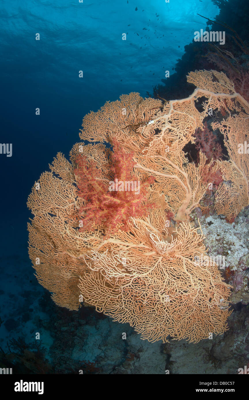 Crear sorprendentes formaciones corales blandos en aguas del Mar Rojo. Son más coloridas criaturas submarinas. Foto de stock