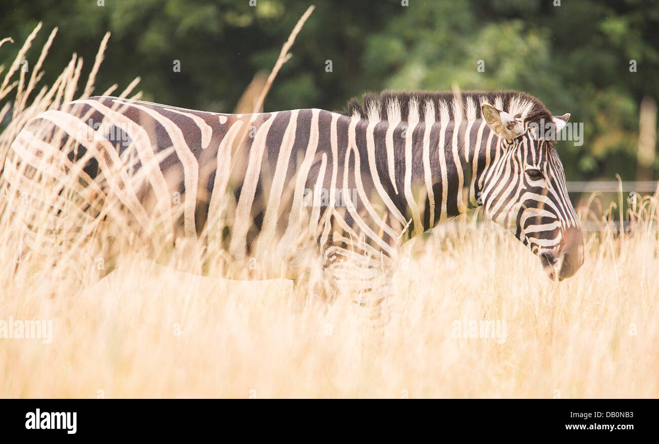 Bristol, Reino Unido. El 22 de julio, 2013. Cebras feed en el lanzamiento del proyecto, un lugar salvaje recién inaugurado parque nacional de conservación de la vida salvaje en las afueras de Bristol. El centro es parte del mismo grupo zoológico como el parque zoológico de Bristol. El 22 de julio de 2013. Crédito: Adam Gasson/Alamy Live News Foto de stock