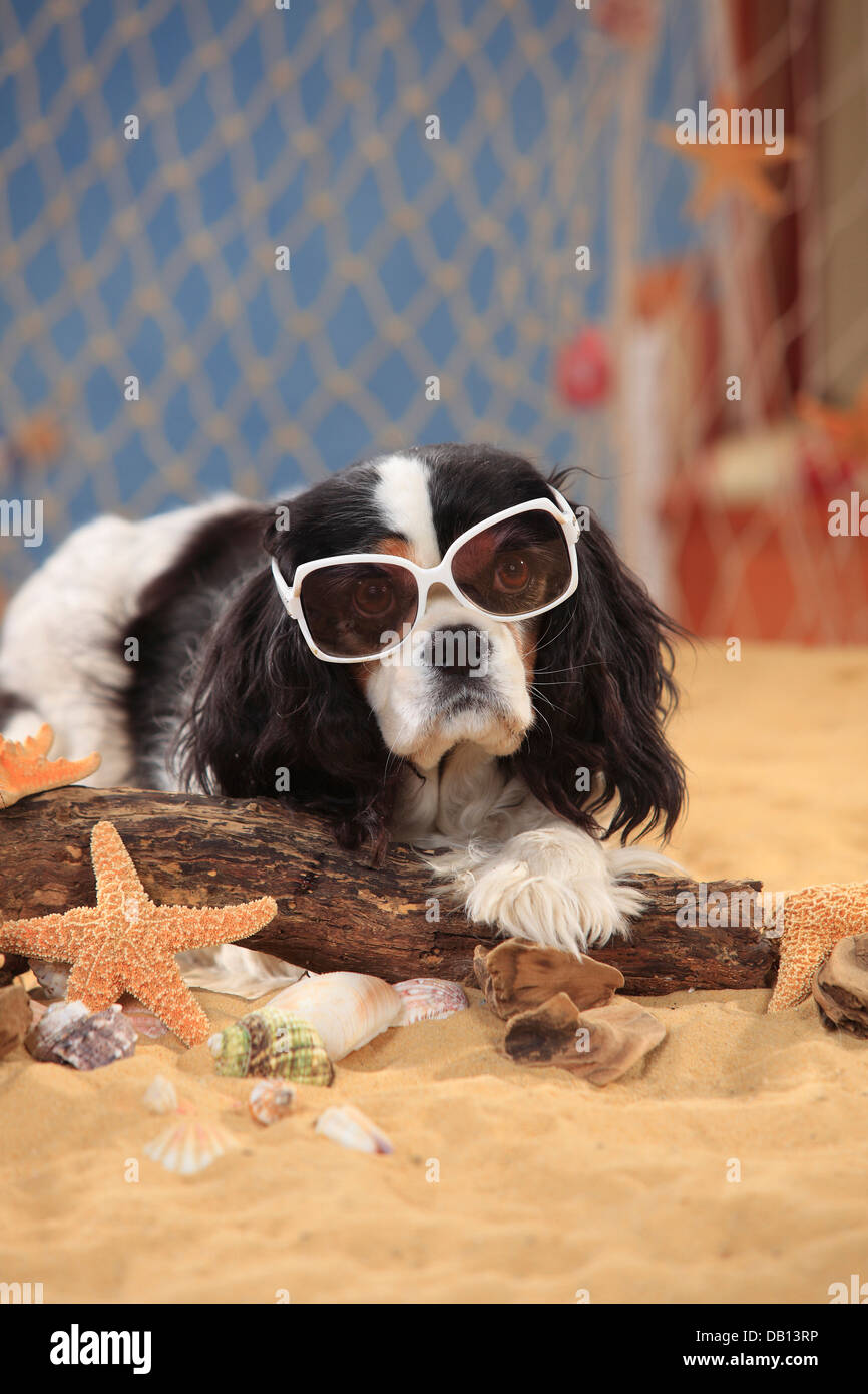 Cavalier King Charles Spaniel, perra, tricolor, de 9 años de edad, con gafas  de sol Fotografía de stock - Alamy