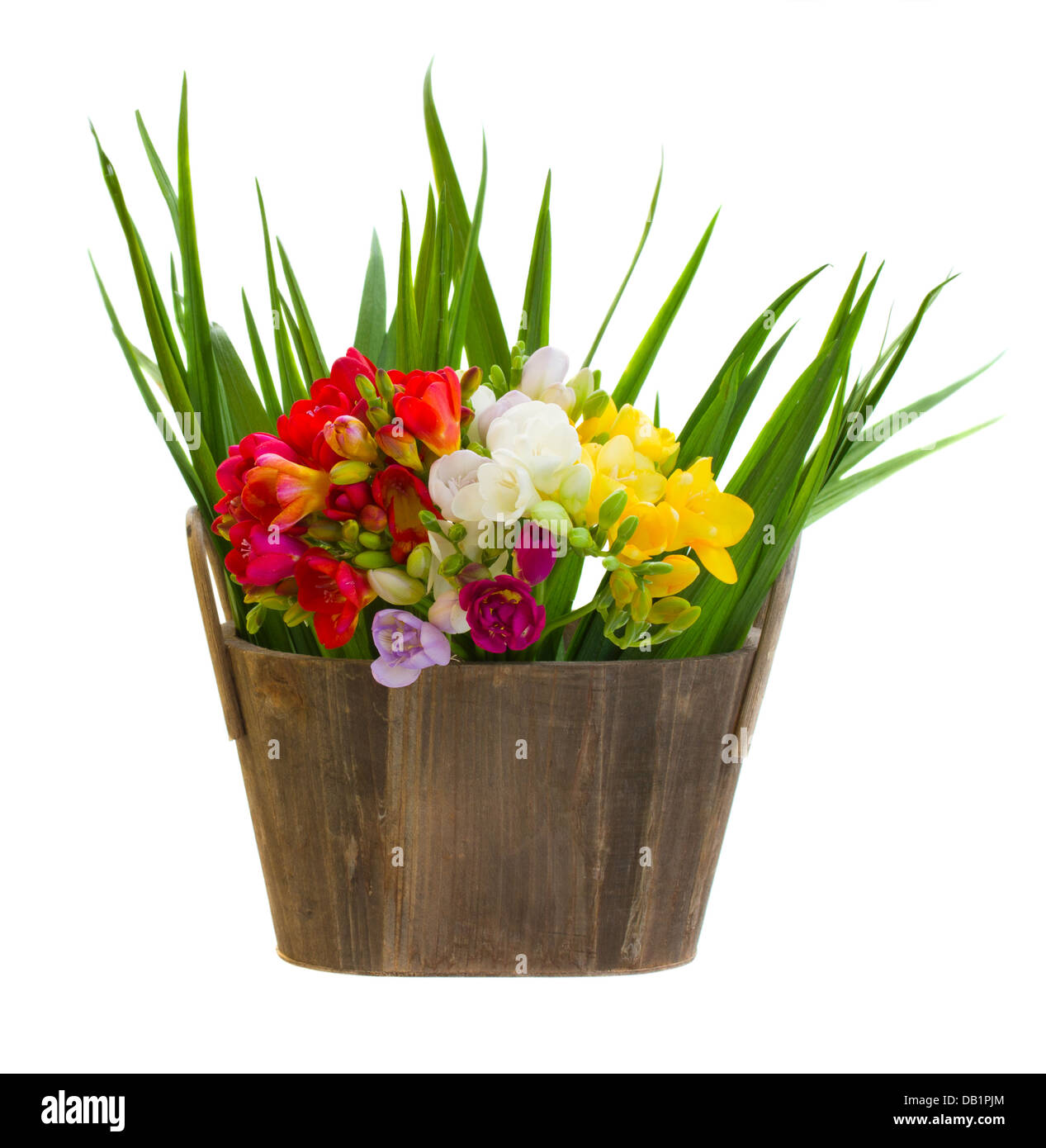 Bouquet de fresias flores en maceta madera Fotografía de stock - Alamy