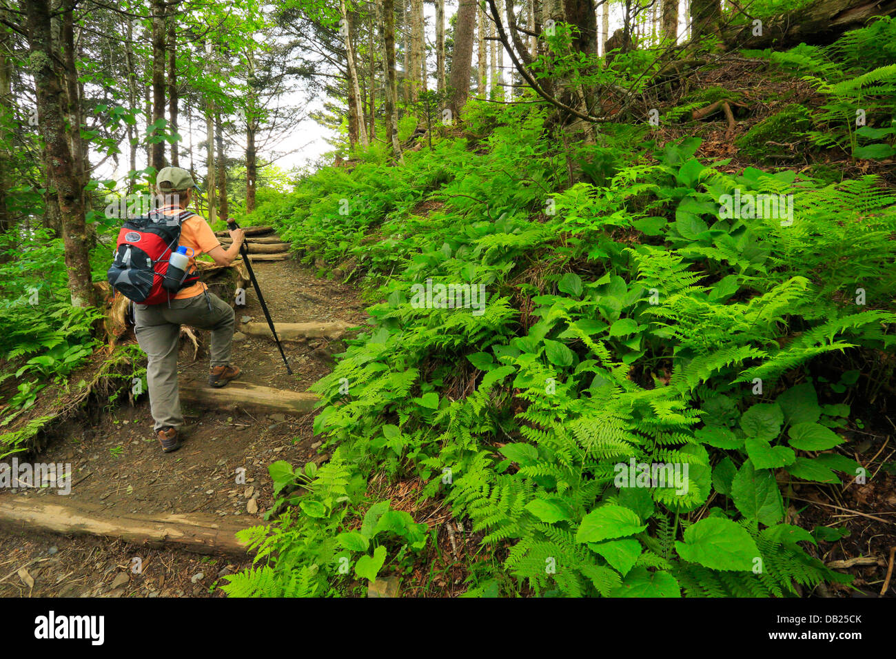 Cerca del muelle Icewater refugio, Charlie's juanete Trail, Great Smoky Mountains National Park, Carolina del Norte, Tennessee, EE.UU. Foto de stock