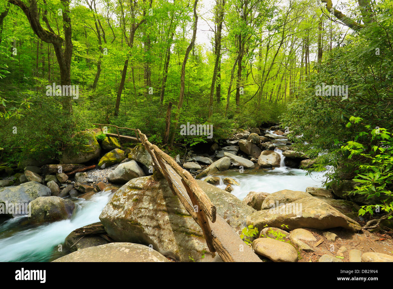 Pasarela más cargadores Creek, Cargadores Creek Trail, área de Greenbrier, Great Smoky Mountains National Park, Tennessee, EE.UU. Foto de stock