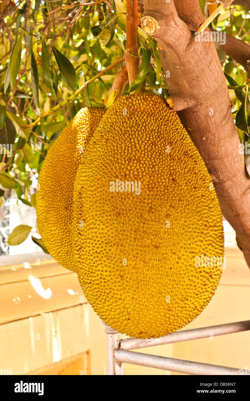 Planta de fruta jack fotografías e imágenes de alta resolución Alamy