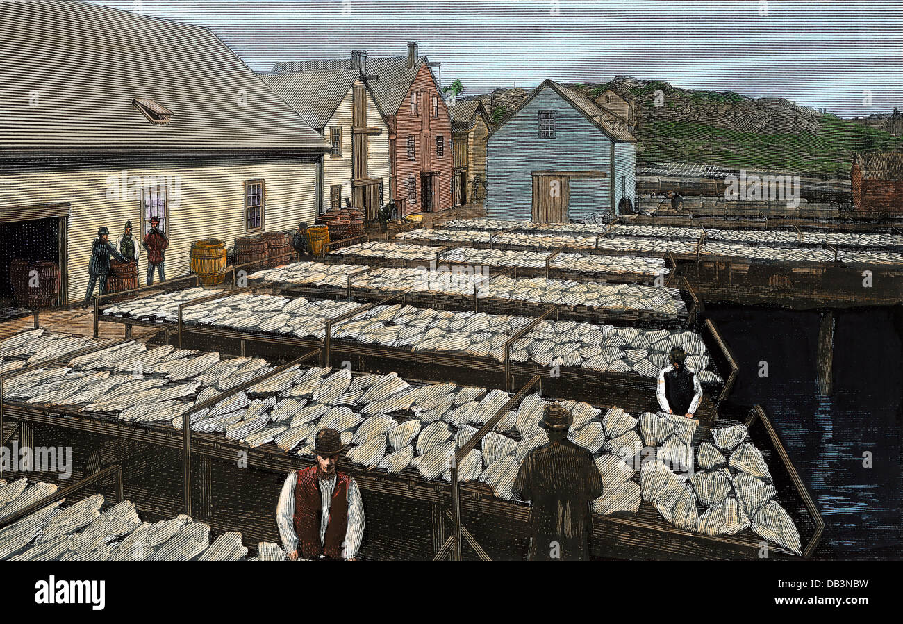 Secado-fresco capturado fletán, Gloucester MA, 1880. Xilografía coloreada a mano a partir de una fotografía Foto de stock