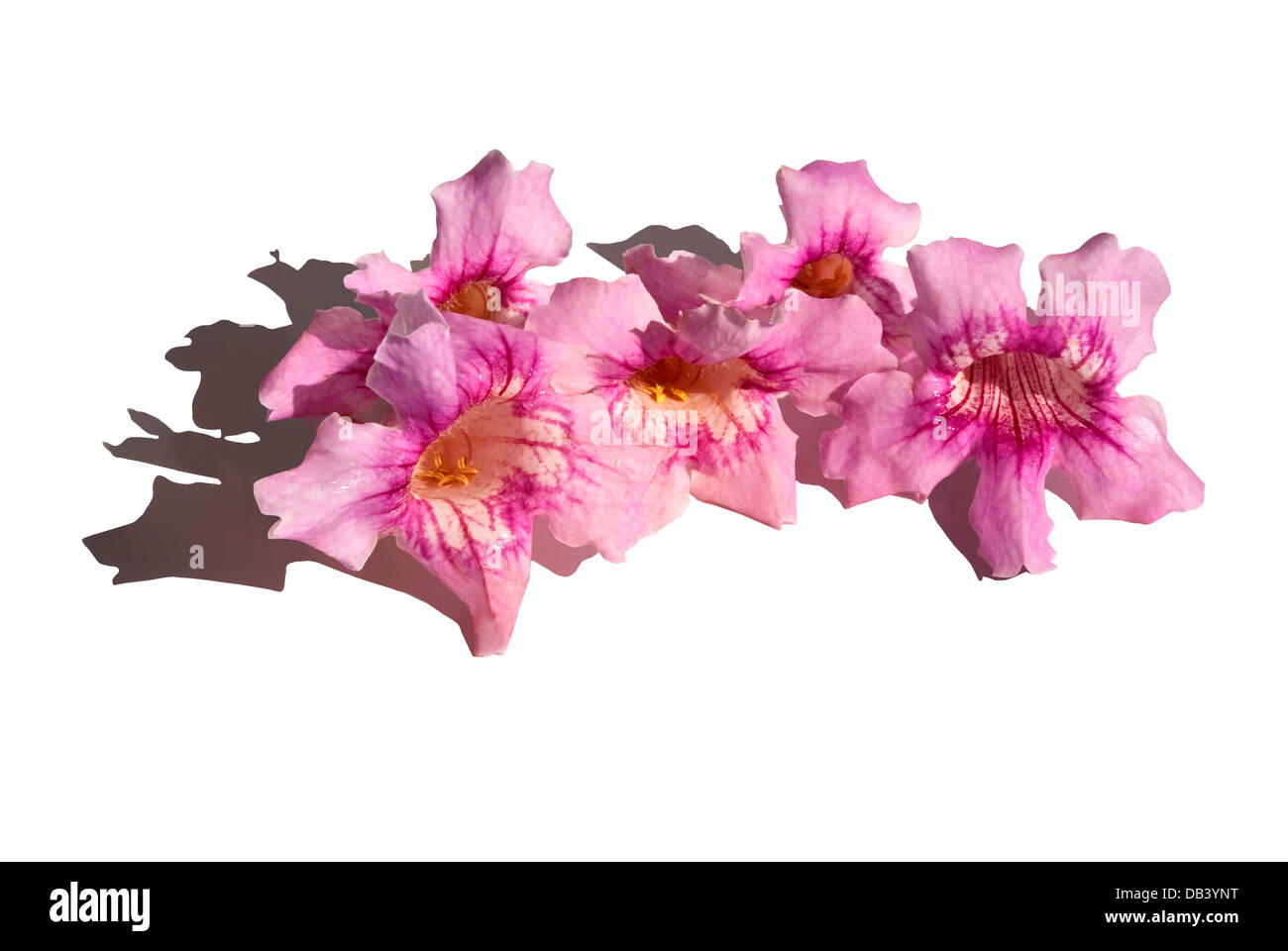 Flores de color rosa, con forma de campana. Podranea ricasoliana Foto de stock