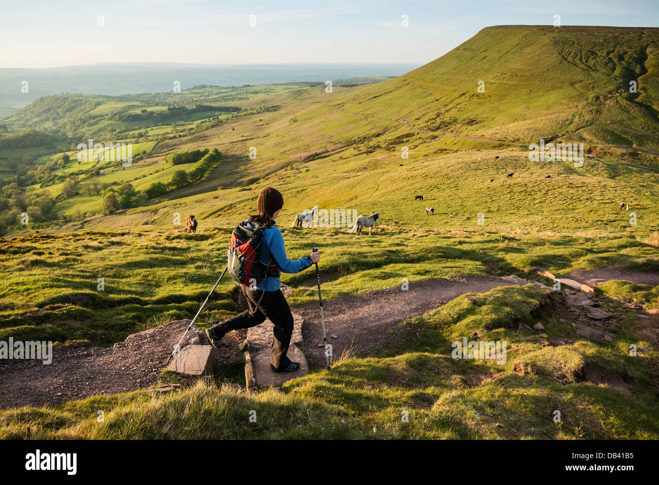 Excursionista femenina en sendero de cumbre de Twmpa - Lord Hereford la perilla, Montañas Negras, el Parque Nacional de Brecon Beacons, Gales Foto de stock