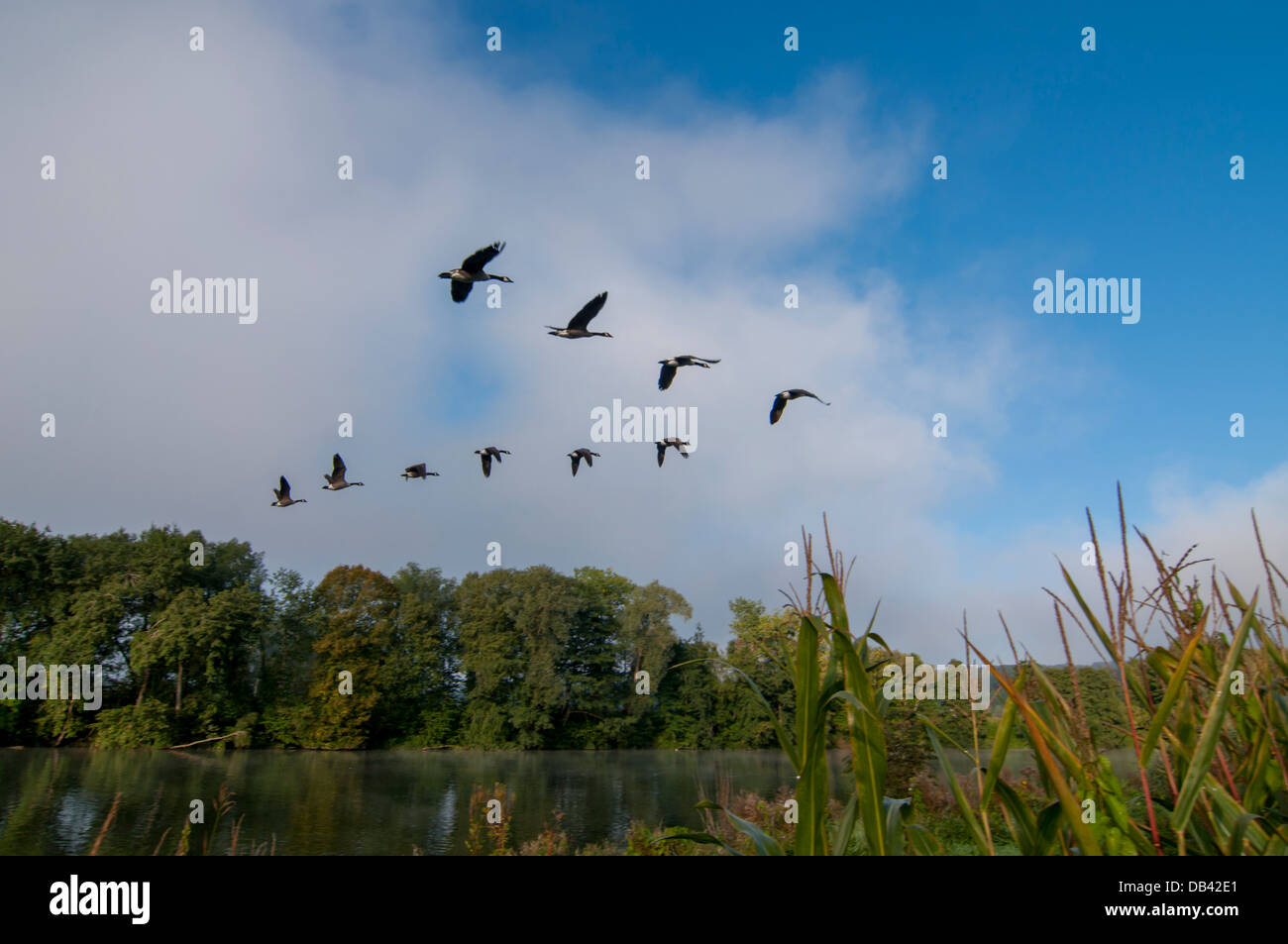 Europa, Bélgica, las Ardenas, Meuse valley gansos Foto de stock