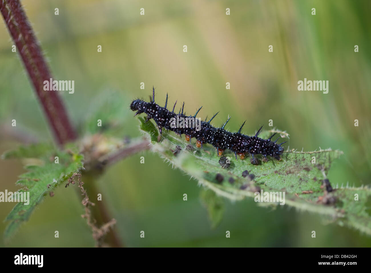 Mariposa pavo real (Inarchis io). Casi Plena crecido caterpillar (Inachis io), o larvas, alimentándose de ortiga (Urtico dioica). Foto de stock