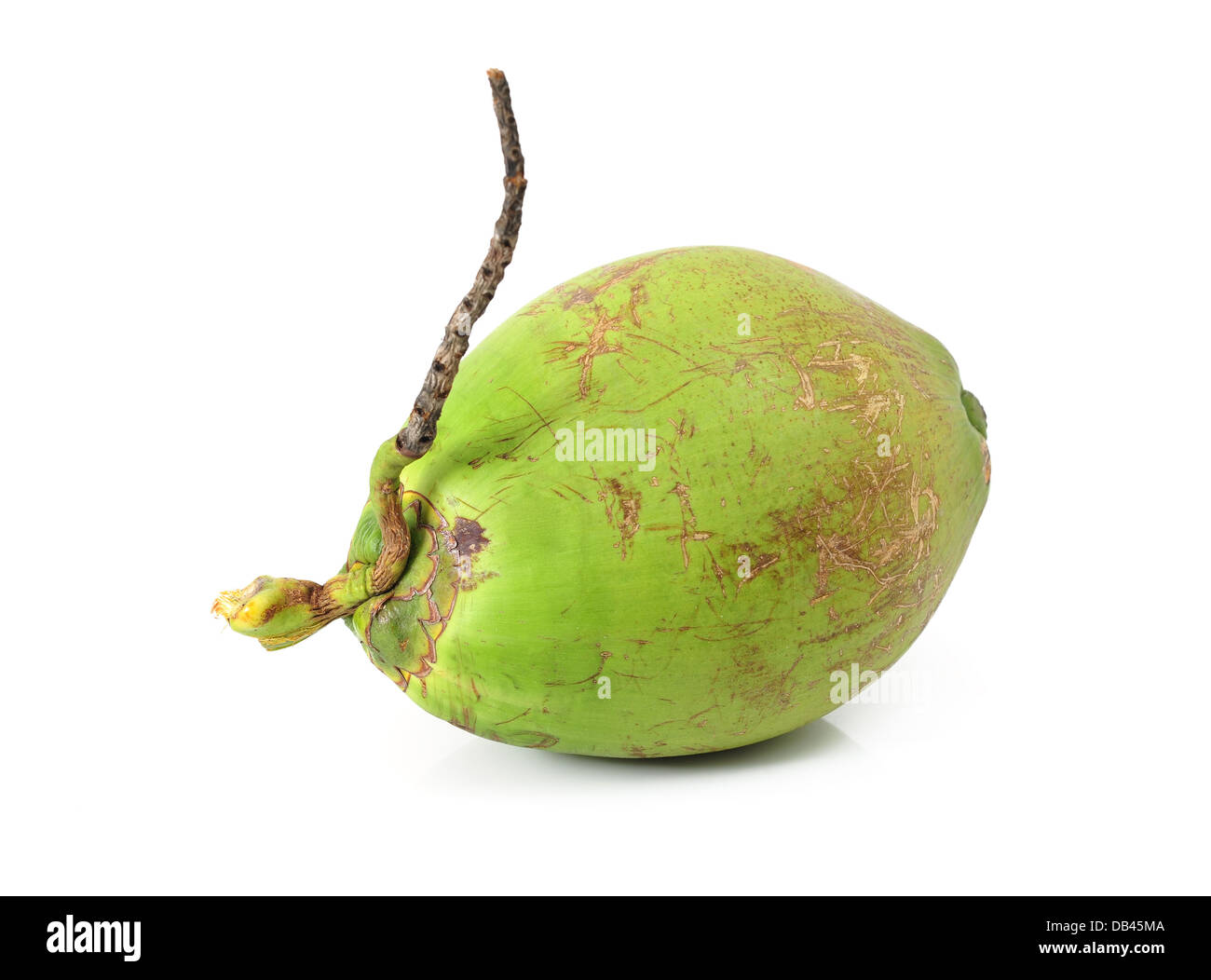 Fruta de coco sobre fondo blanco. Foto de stock