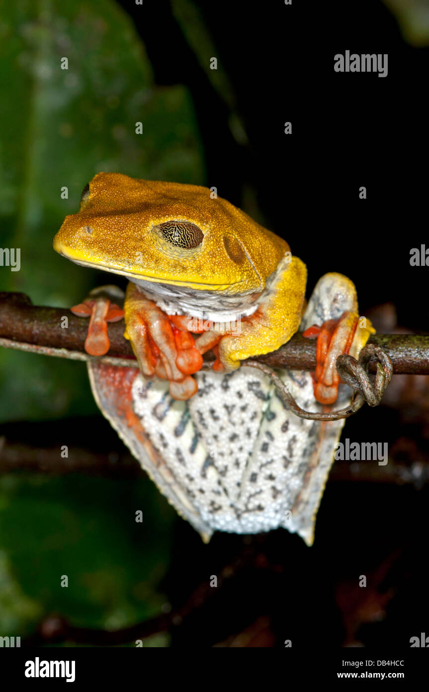 Mapa Tree Frog (Hypsiboas geographicus) en hábitat Foto de stock