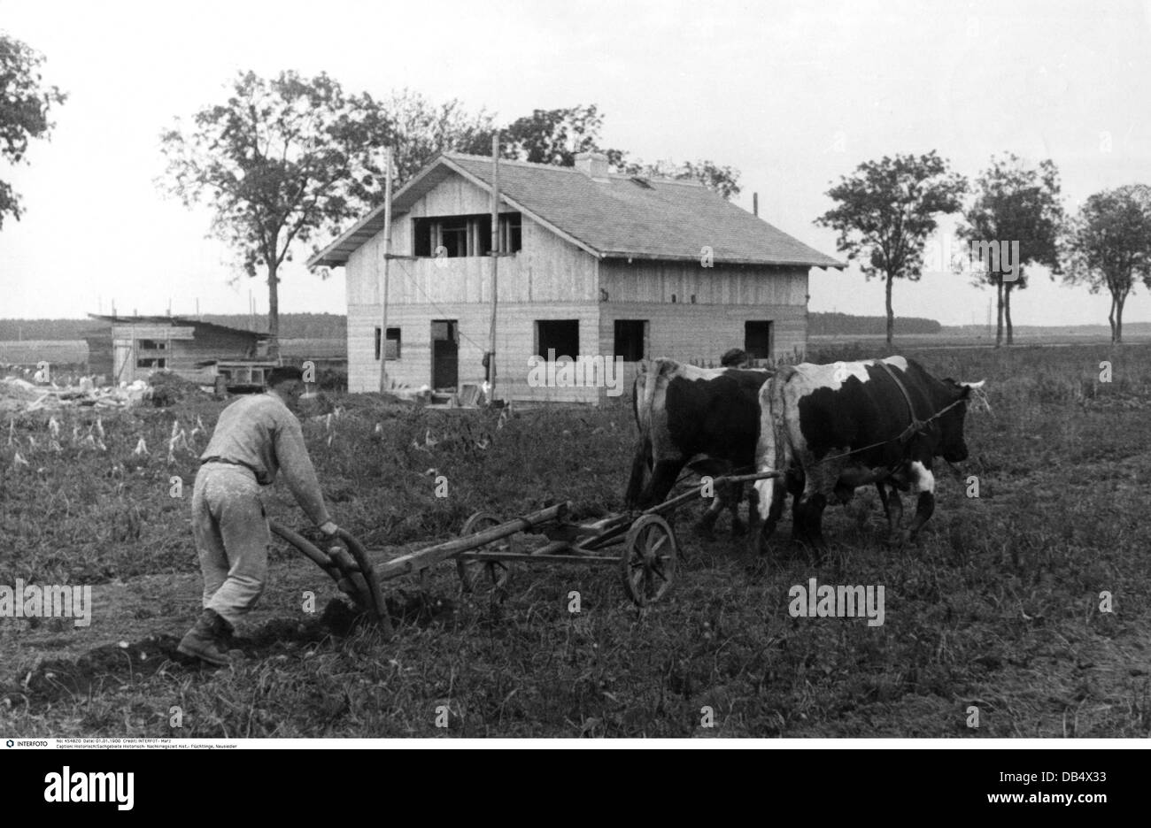 Período de posguerra, refugiados, nuevo colono Alfred Mauser arando su campo frente a su casa, 1949, Derechos adicionales-Clearences-no disponible Foto de stock