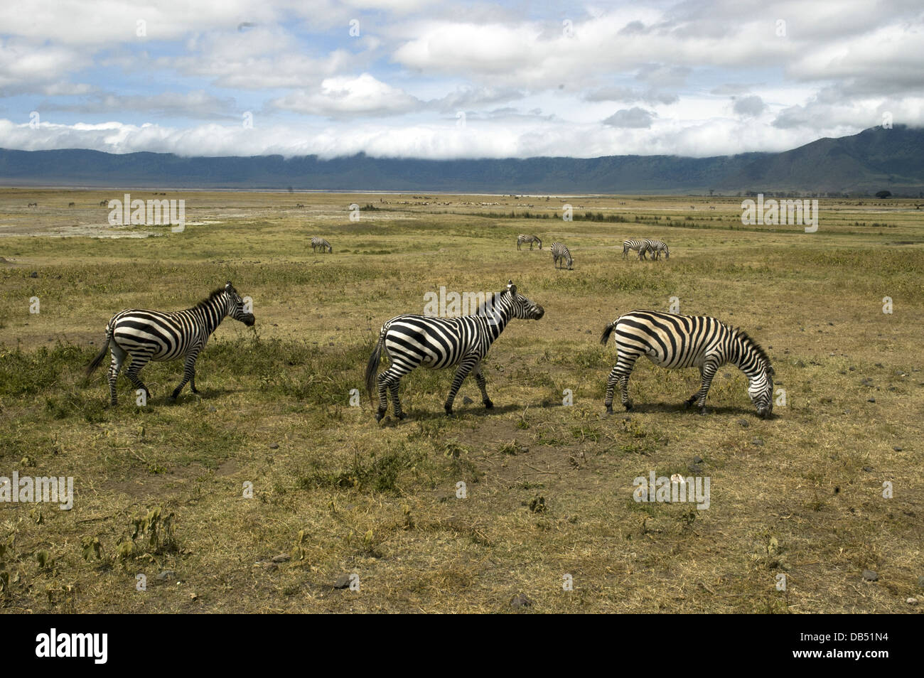 Tanzania, un rebaño de cebras que pastan en la sabana en el Parque Nacional del Serengeti Foto de stock