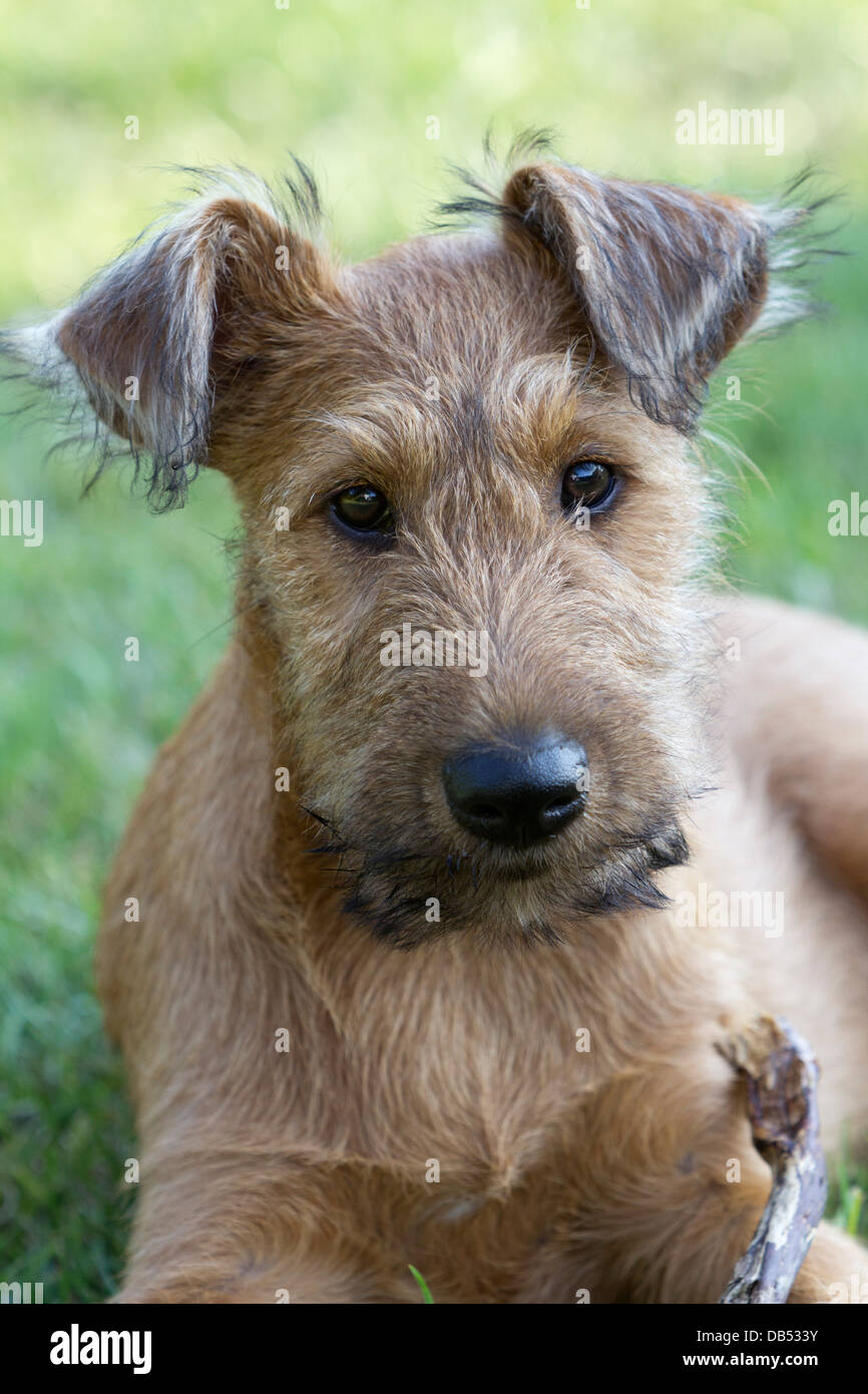 Hembra de 3 meses de edad Cachorro Terrier irlandés Fotografía de stock -  Alamy