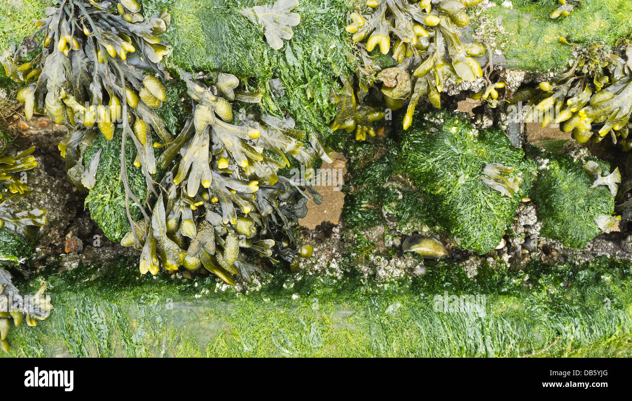 Las algas crecen en un espigón de madera. Foto de stock