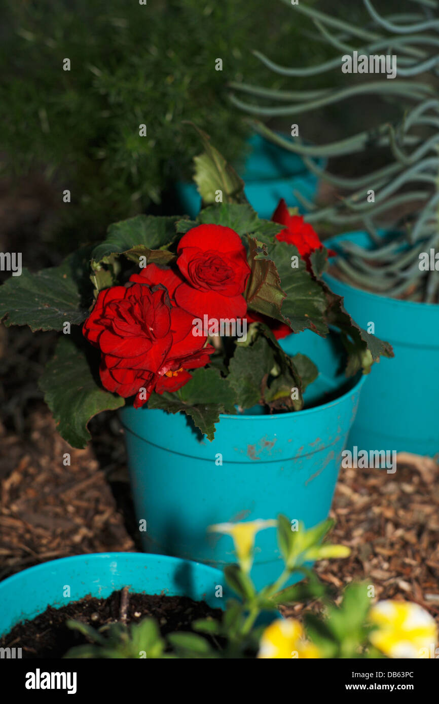 Las begonias rojas en bote azul Fotografía de stock - Alamy