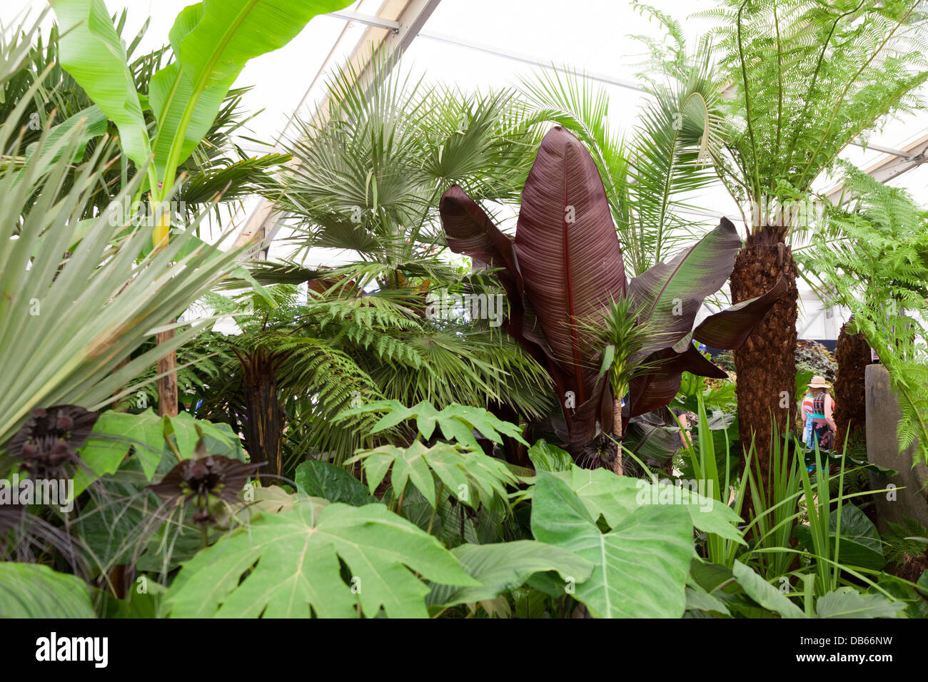 Visualización de plantas sub-tropicales en el interior de la Carpa floral en el Hampton Court Flower Show 2013 Foto de stock