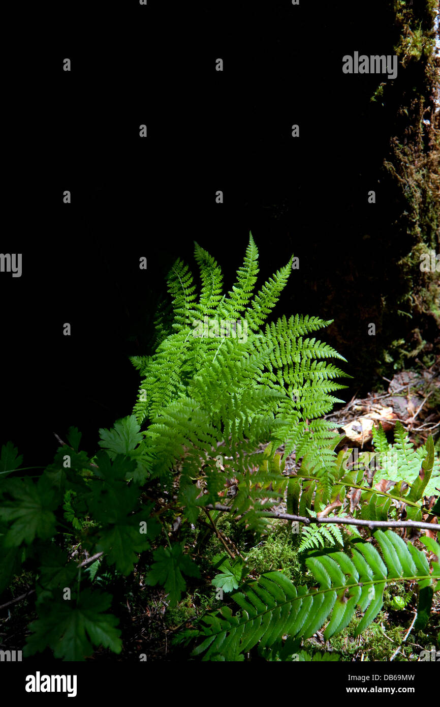 Los helechos crecen en el suelo del bosque en el Bosque Nacional de Willamette, Oregon, USA. Foto de stock