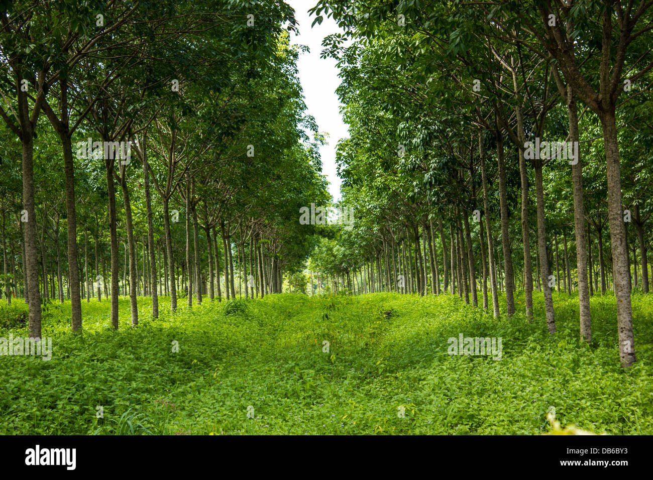 Los árboles de caucho en tailandés. Foto de stock