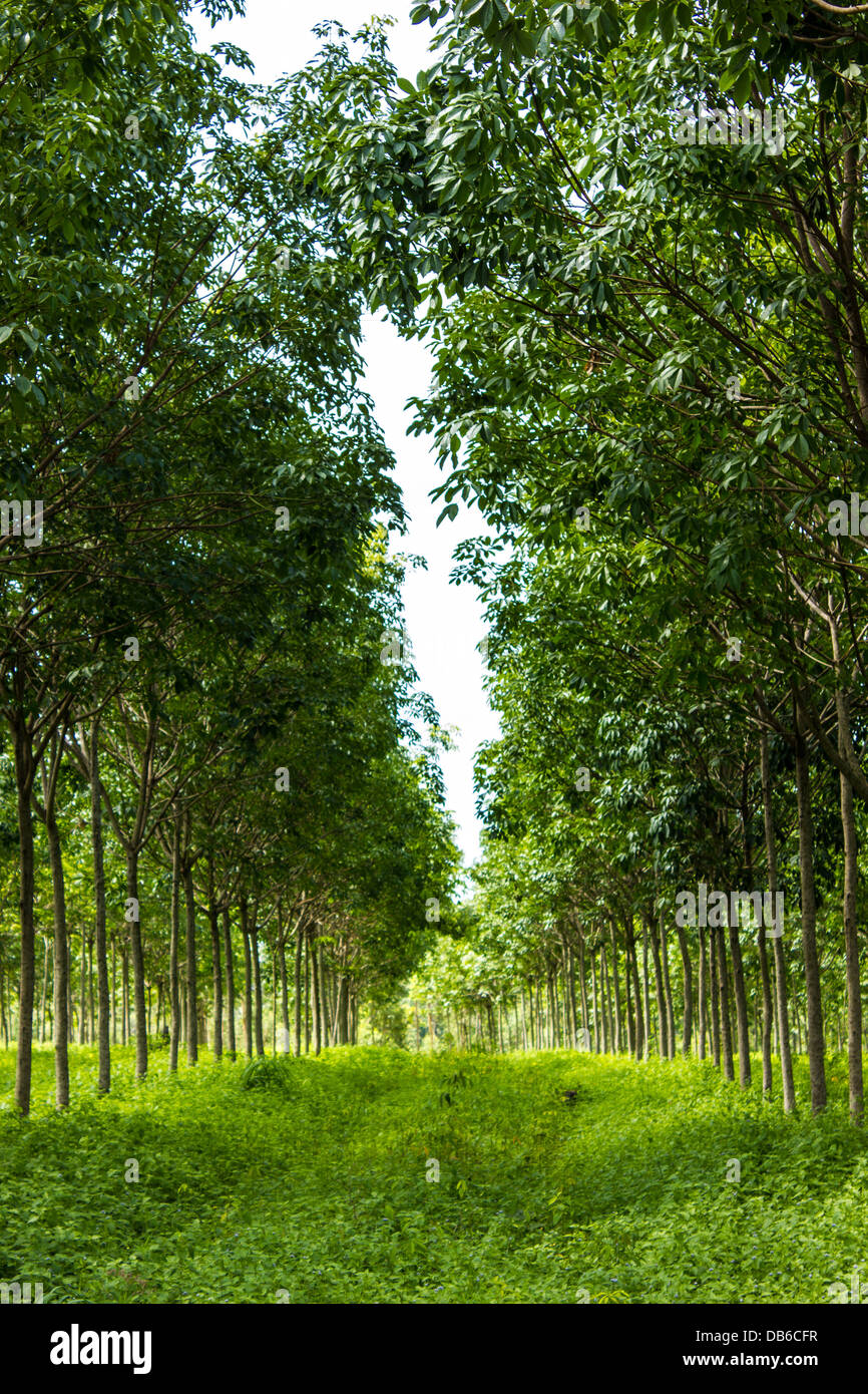 Los árboles de caucho en tailandés. Foto de stock