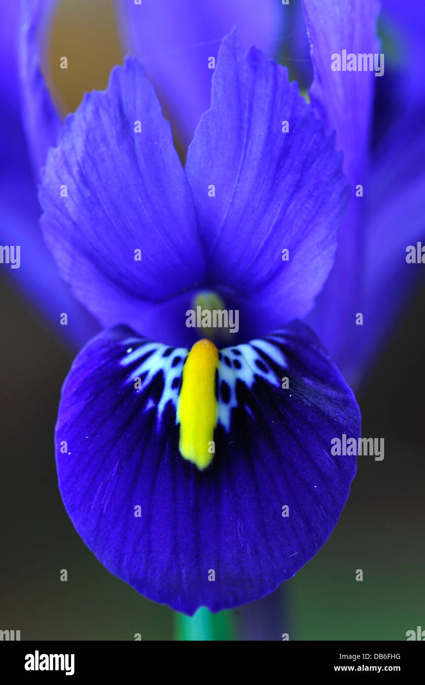 Un enano Gema púrpura Iris Foto de stock