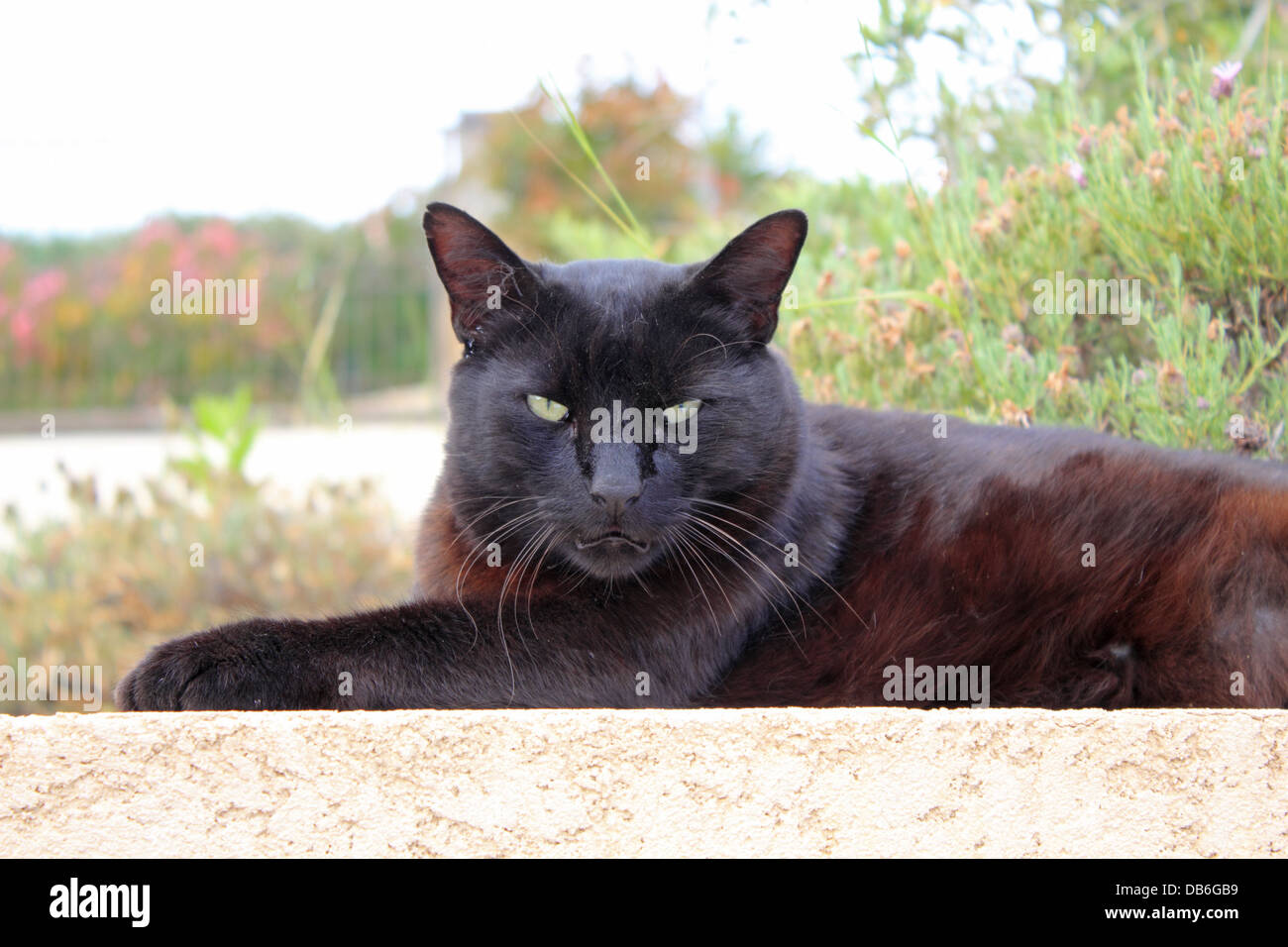 Gato negro en la isla mediterránea de Córcega. Foto de stock
