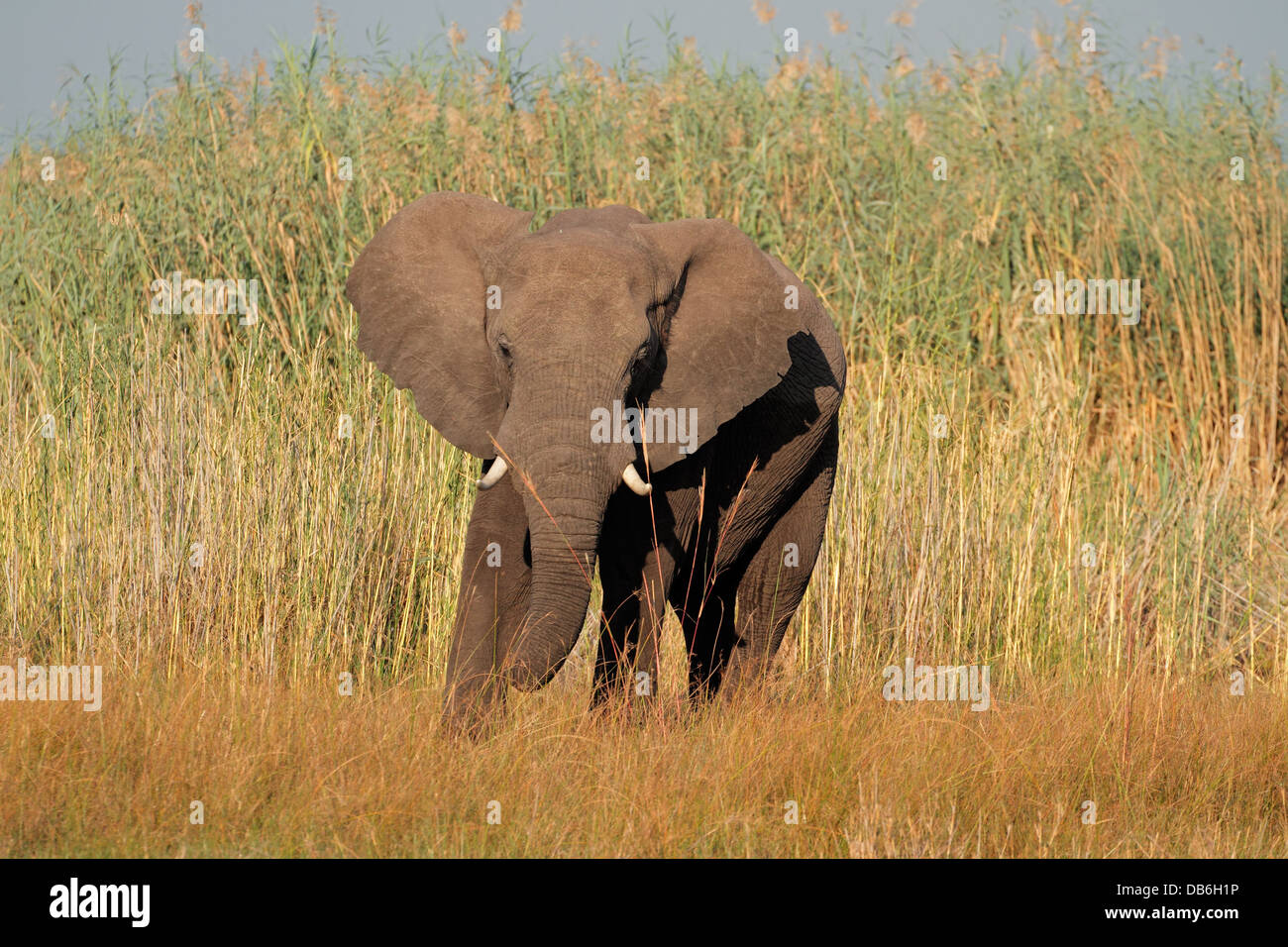 Gran Toro elefante africano (Loxodonta africana), la región de Caprivi, Namibia Foto de stock