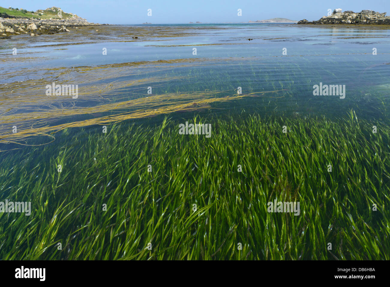 - Eelgrass Zostera marina. Cama Eelgrass, off St Helen's, Isles of Scilly. Foto de stock