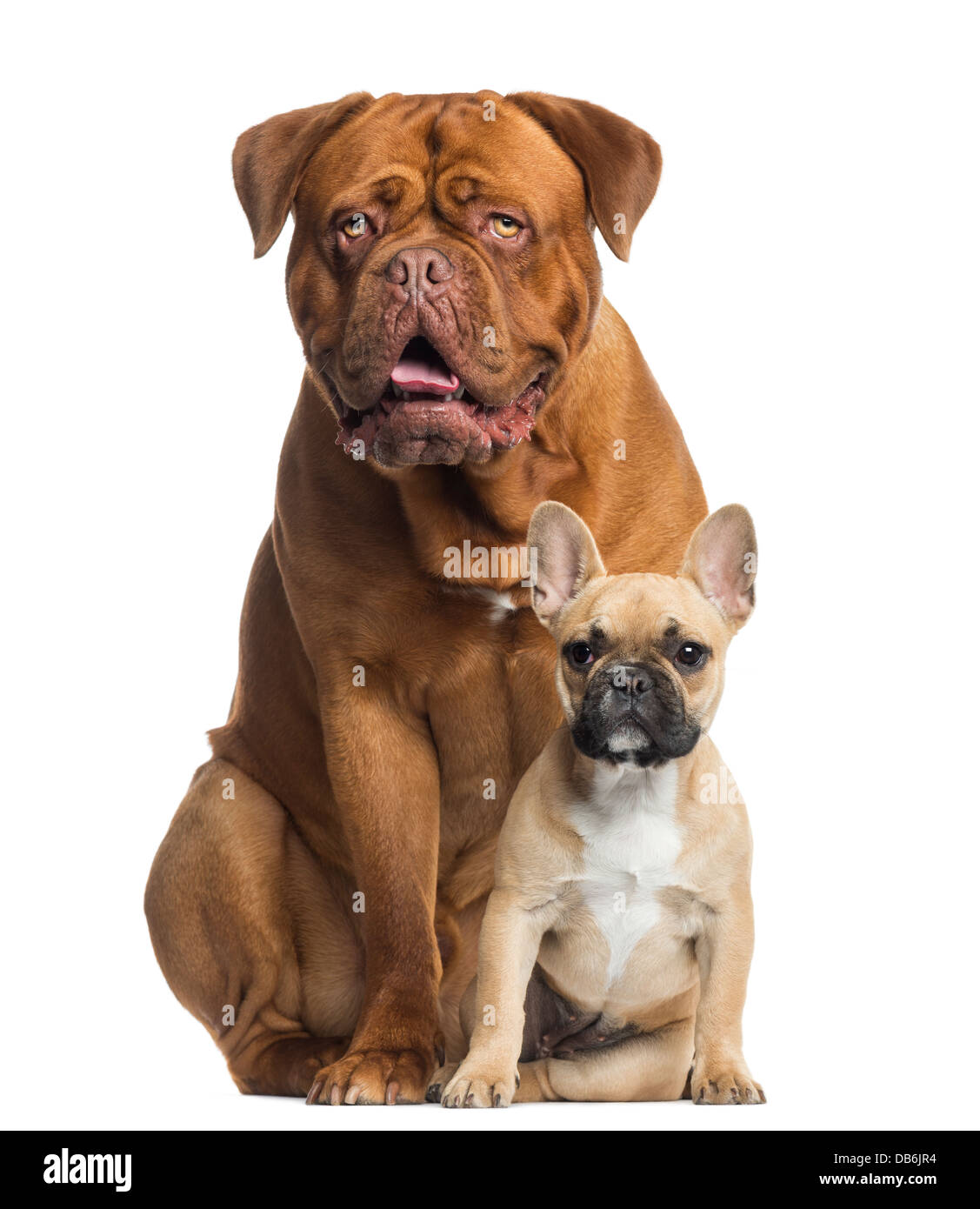 Bulldog de burdeos fotografías e imágenes de alta resolución - Alamy