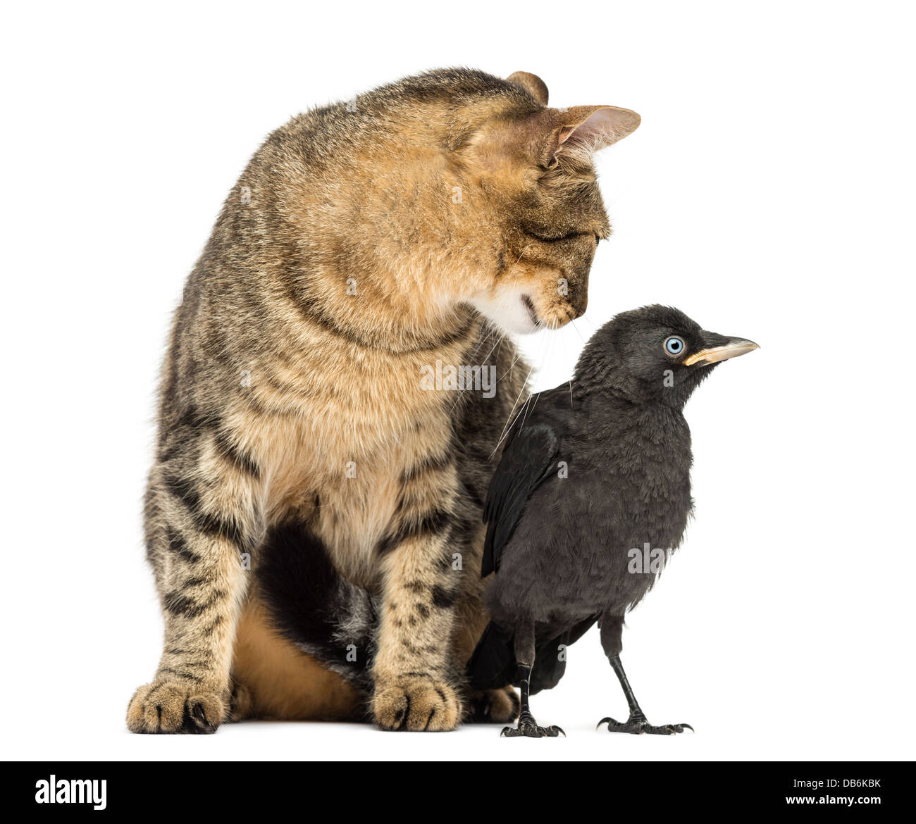 Gato y pájaro fotografías e imágenes de alta resolución - Alamy