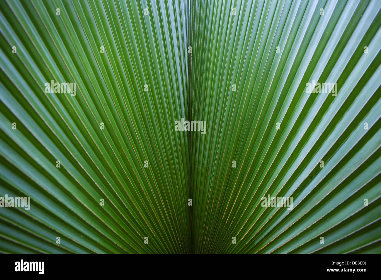 Detalle de una de las frondas de palma, Malasia Foto de stock
