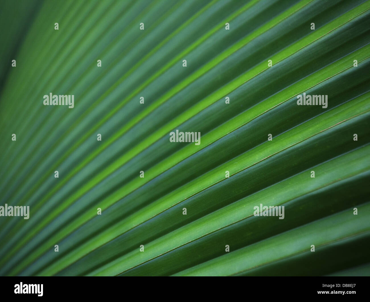 Detalle de una de las frondas de palma, Malasia Foto de stock