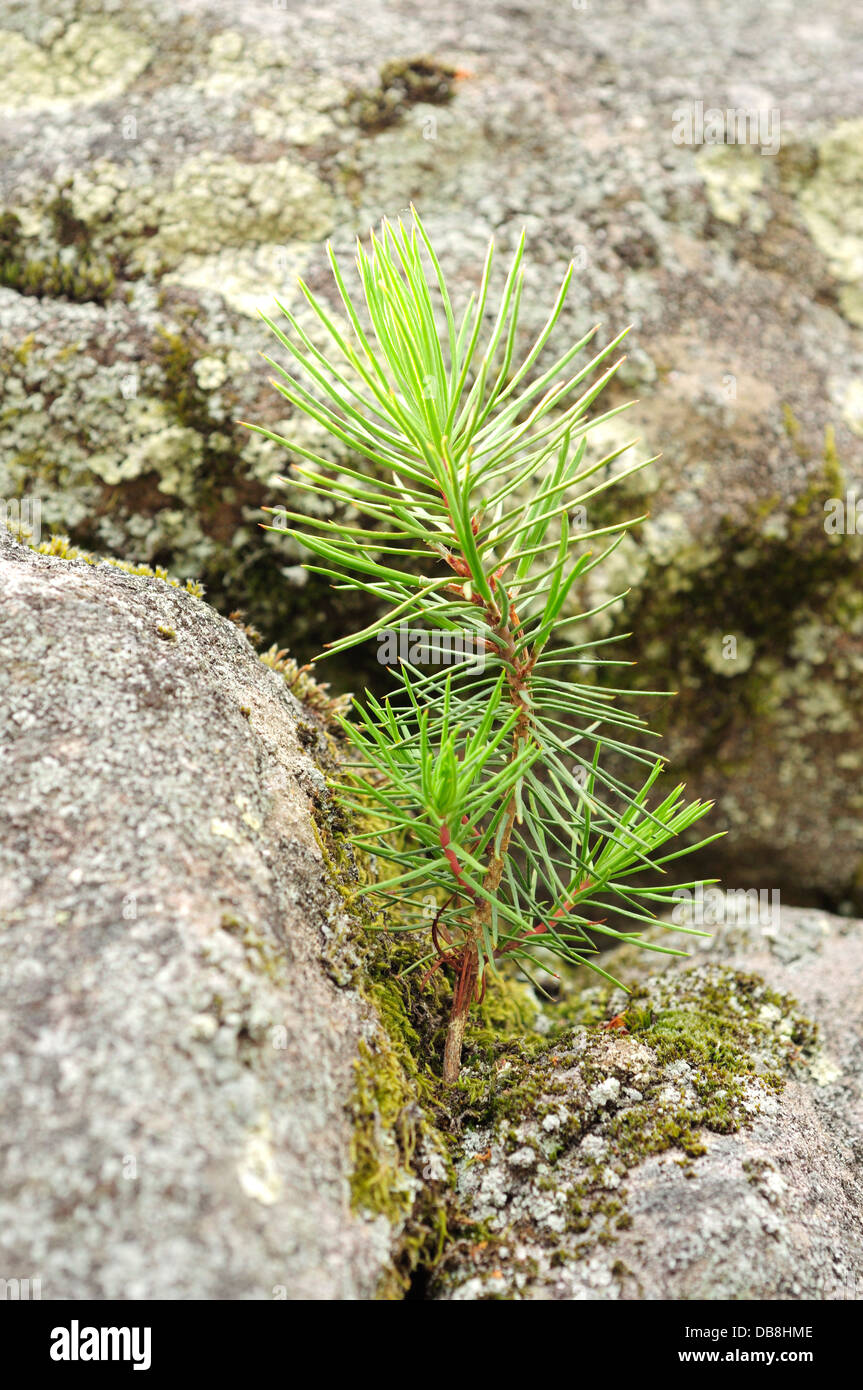 Retoño de pino germinando en una grieta de roca. Foto de stock